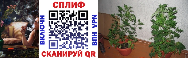 Бошки Шишки семена  купить наркотик  Вязьма 